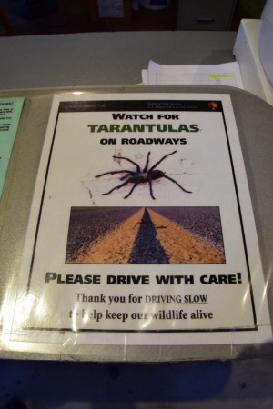 Pozor na tarantule na silnici